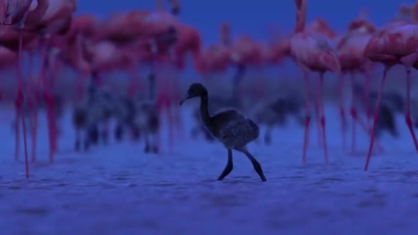 在墨西哥尤卡坦半岛 一群加勒比火烈鸟 Phoenicopterus Ruber 和小鸡在夜间繁殖季节 低光相机镜头 — 图库视频影像