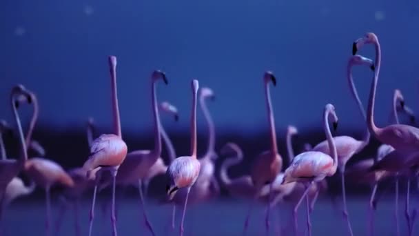 Flock Karibiska Flamingos Phoenicopterus Ruber Och Kycklingar Avelssäsongen Natten Yucatan — Stockvideo