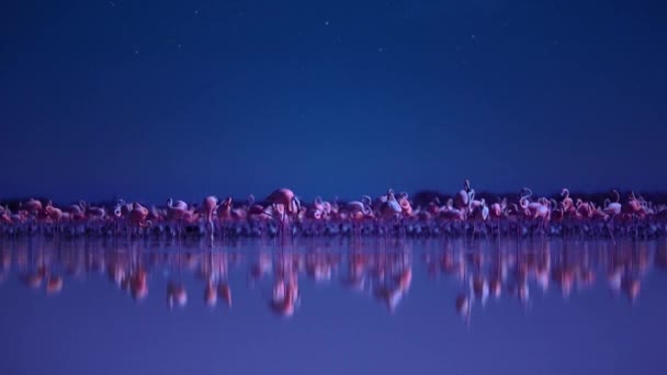 メキシコのユカタン半島の夜の繁殖期に カリブ海のフラミンゴ フェニコプターのゴム と雛の群れ 低光のカメラ映像 — ストック動画