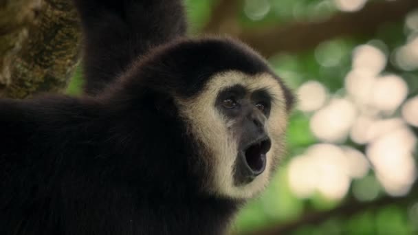Gibony Lub Gibbony Hylobates Lar Dzwoniące Wspinające Się Naturalnym Lesie — Wideo stockowe