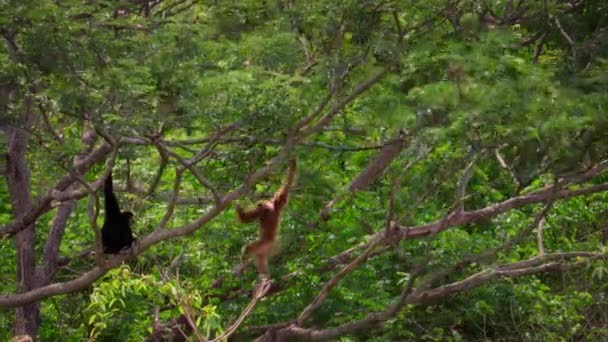 タイのカオ ヤイ国立公園にある天然林の中で ギボンズやホワイトハンド ギボンズ ハイロバテス が鳴き声や登山をしています — ストック動画