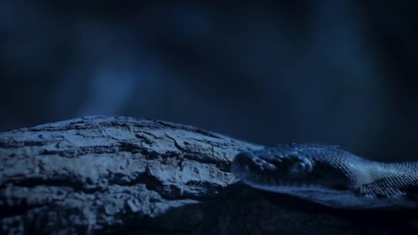 Close Van Gereconditioneerde Python Malayopython Reticulatus Kruipend Boom Nachts Singapore — Stockvideo