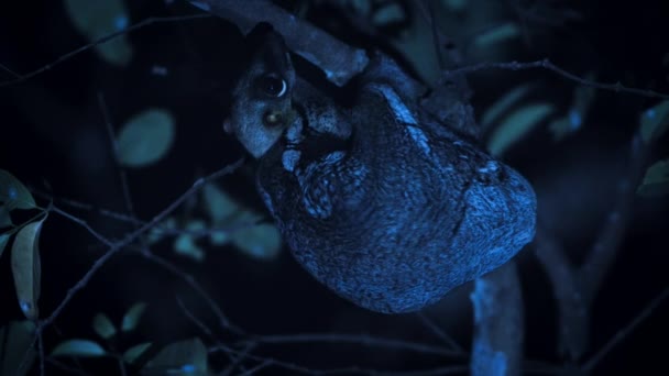 Colugo Femelle Galeopterus Variegatus Avec Bébé Nocturne Sommet Des Arbres — Video