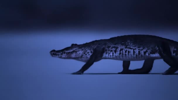 Крупным Планом Ночного Крокодила Полуострове Юкатан Мексика Низкосветовые Съёмки — стоковое видео