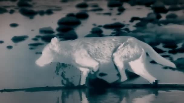 夜にはアラスカ沖の沿岸のオオカミの夜行性 熱画像化カメラ映像 — ストック動画