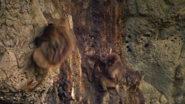 Gelada Babunu Theropithecus Gelada Uçurum Duvarını Yalayarak Sınırlı Vejetaryen Diyetlerine — Stok video