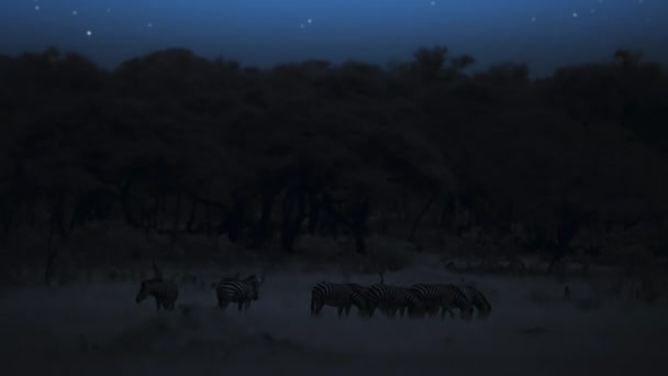 ジンバブエのHwange国立公園で 夜の平原のシマウマの放牧のグループを閉じます 低光のカメラ映像 — ストック動画