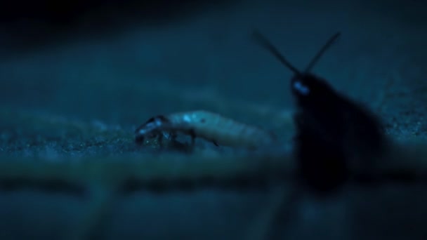 Ormanda Geceleri Çiftleşen Ateşböceklerinin Yakınına Birleşik Devletler Doğusuna — Stok video
