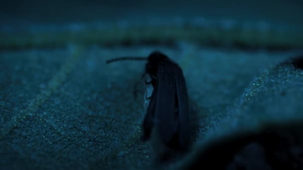 Κοντινό Πλάνο Των Πυγολαμπίδων Που Ζευγαρώνουν Στο Δάσος Νύχτα Στις — Αρχείο Βίντεο