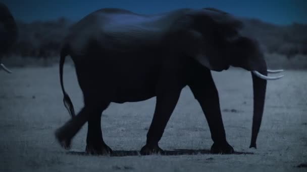 Elefantfamiljen Hittar Dricksvatten Natten Hwange National Park Zimbabwe Kameramaterial Med — Stockvideo