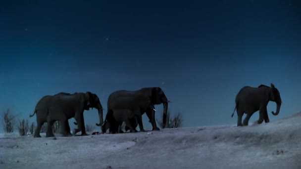 Fil Ailesi Geceleri Içme Suyu Buluyor Hwange Ulusal Parkı Zimbabwe — Stok video