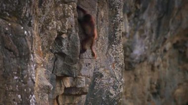 Bir grup gelada babunu (Theropithecus gelada) uçurumun kenarına tırmanır, Etiyopya 'daki Semien dağları.