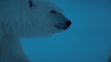 Kutup ayısı (Ursus maritimus) Svalbard bölgesinde gece sahnesinde yiyecek arayarak yürüyor, Arktik Denizi, Svalbard, Norveç. Düşük ışık kamerası.