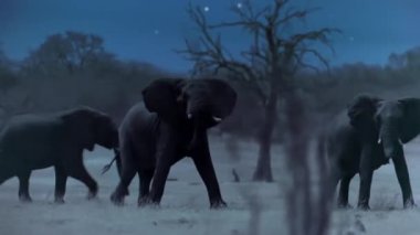 Fil ailesi geceleri içme suyu buluyor, Hwange Ulusal Parkı, Zimbabwe. Düşük ışık kamerası görüntüsü.