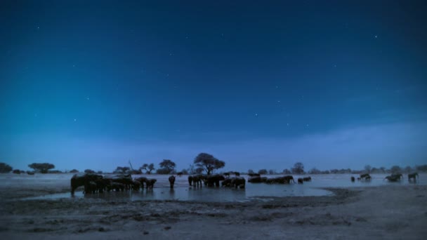 Elefantfamiljen Hittar Dricksvatten Natten Hwange National Park Zimbabwe Kameramaterial Med — Stockvideo