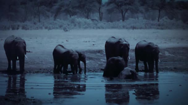 Родина Слонів Знаходить Питну Воду Вночі Національний Парк Хванге Зімбабве — стокове відео