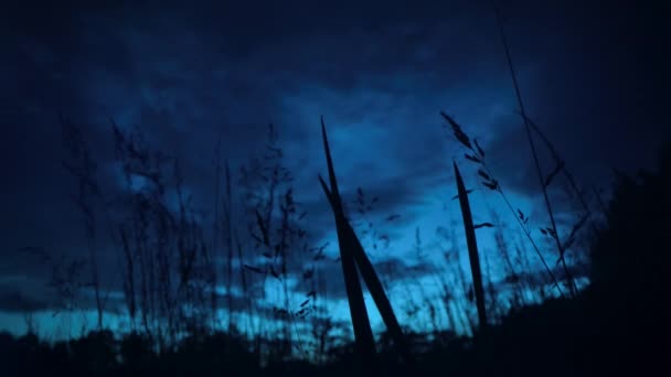 Szentjánosbogarak Villognak Erdőben Éjjel Egyesült Államok Keleti Részén — Stock videók