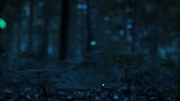 Ateşböcekleri Gece Amerika Birleşik Devletleri Nin Doğusunda Ormanda Işıklarını Yakarlar — Stok video