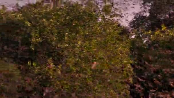 メキシカン フリーテール バットやブラジル フリーテール バットの群れ タダリダ ブラジリエンシス アメリカ合衆国テキサス州オースティンの日没時に夜間飛行する — ストック動画