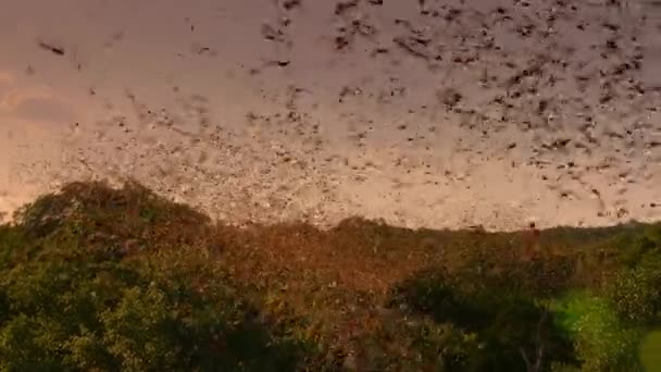 メキシカン フリーテール バットやブラジル フリーテール バットの群れ タダリダ ブラジリエンシス アメリカ合衆国テキサス州オースティンの日没時に夜間飛行する — ストック動画