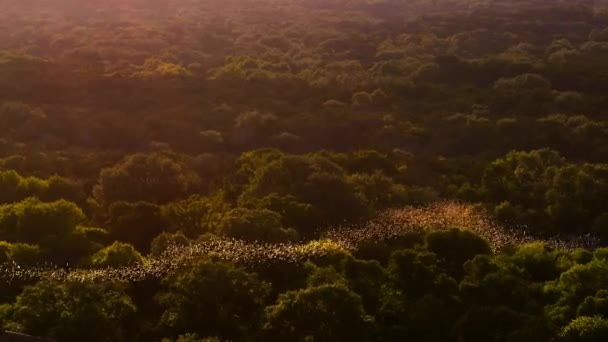 Svärm Mexikanska Fladdermöss Eller Brasilianska Fladdermöss Tadarida Brasiliensis Som Flyger — Stockvideo