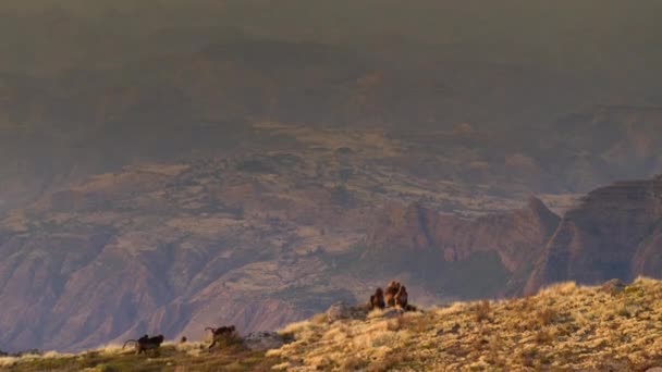 Bir Grup Gelada Babunu Theropithecus Gelada Uçurumun Kenarına Tırmanır Etiyopya — Stok video