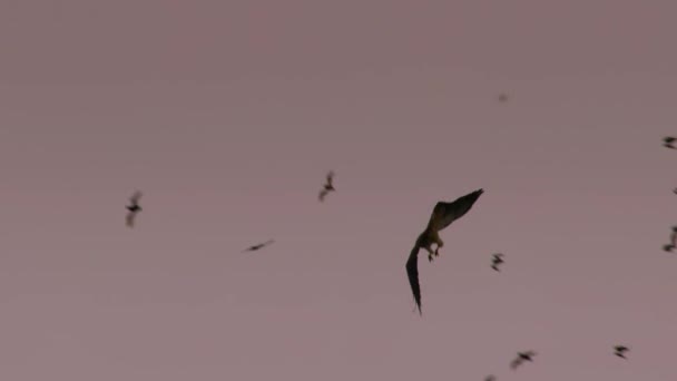 Hawks Hunting Mexican Free Tailed Bats Brazilian Free Tailed Bats — Stock Video