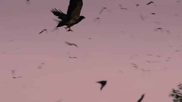 Atmacalar Meksika Nın Serbest Kuyruklu Yarasalarını Brezilya Nın Serbest Kuyruklu — Stok video