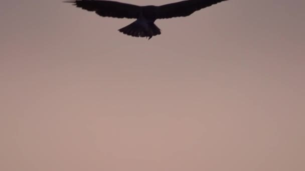 Falken Jagen Mexikanische Freischwanzfledermäuse Oder Brasilianische Freischwanzfledermäuse Während Sie Aus — Stockvideo