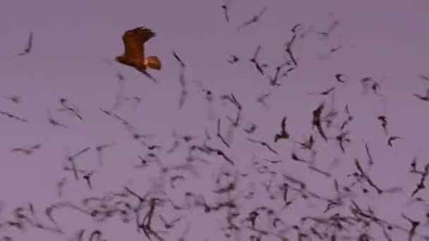 Ястребы Охотятся Мексиканских Летучих Мышей Бразильских Летучих Мышей Время Полета — стоковое видео