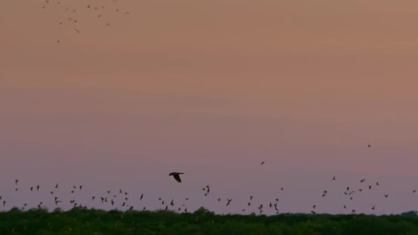 Hawks Jagar Mexikanska Fladdermöss Eller Brasilianska Fladdermöss Medan Flyger Från — Stockvideo