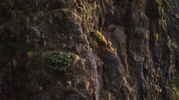 崖の縁を登るジェラダ バブーン Theropithecus Gelada の群れ エチオピアのセメン山脈 — ストック動画
