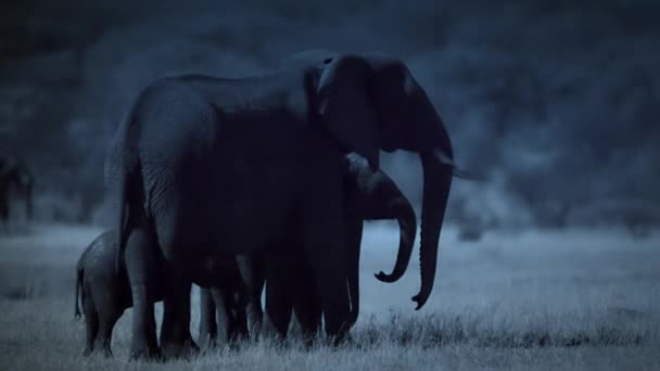 하이에 코끼리 새끼를 스토킹하고 사냥하는 하는데 짐바브웨의하와게 공원입니다 라이트 카메라 — 비디오
