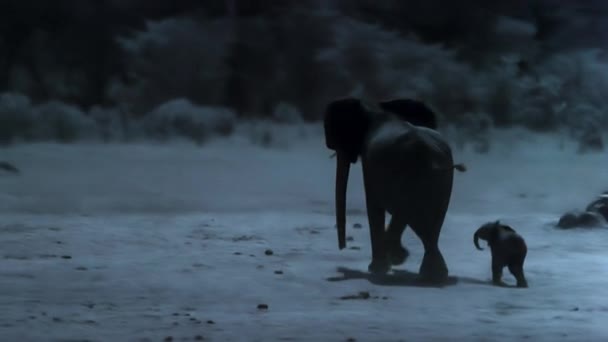 Hienas Perseguindo Caçando Filhote Elefante Noite Parque Nacional Hwange Zimbábue — Vídeo de Stock