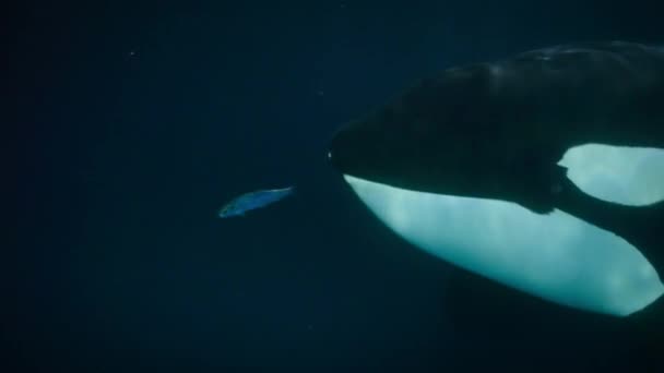 Der Orca Oder Killerwal Orcinus Orca Frisst Einige Fische Die — Stockvideo