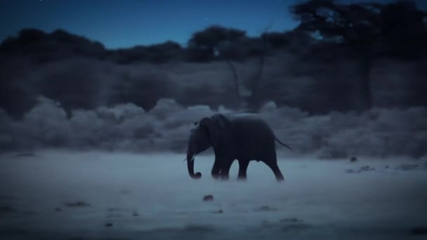 Hienas Acechando Cazando Cachorros Elefante Por Noche Parque Nacional Hwange — Vídeo de stock