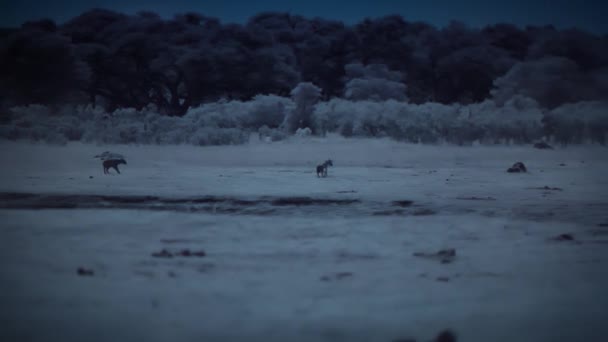 Hyena Stalken Jagen Nachts Olifantenwelp Hwange National Park Zimbabwe Beelden — Stockvideo