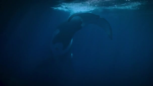 Όρκα Φάλαινα Δολοφόνος Orcinus Orca Τρώνε Κάποια Ψάρια Ξεφύγουν Από — Αρχείο Βίντεο