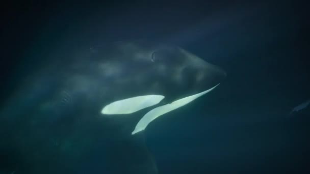Orka Lub Orka Orcinus Orca Jedzą Ryby Uciekające Sieci Trawlerów — Wideo stockowe