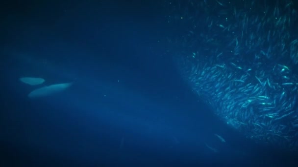 在挪威的峡湾 Orcinus Orca 从拖网渔船的渔网中吃一些鱼 — 图库视频影像