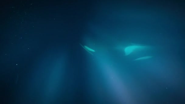 Orca Killer Whale Orcinus Orca Eat Some Fish Escape Nets — Stock Video
