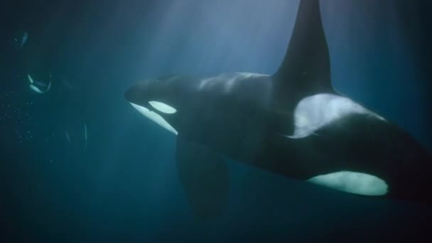Orca Atau Paus Pembunuh Orcinus Orca Makan Beberapa Ikan Melarikan — Stok Video