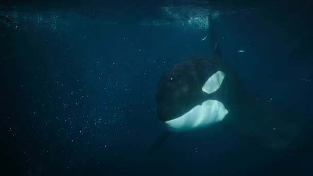 Orca Ballena Asesina Orcinus Orca Comen Algunos Peces Escapan Las — Vídeo de stock