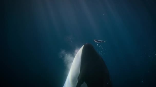 Orca Baleia Assassina Orcinus Orca Comer Alguns Peixes Escapar Das — Vídeo de Stock