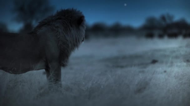 Löwen Auf Der Pirsch Nach Elefantenjungen Der Nacht Hwange Nationalpark — Stockvideo