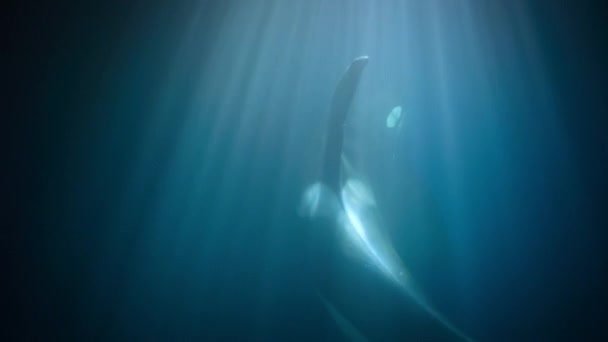 Orka Katil Balina Orcinus Orca Norveç Fiyortlarındaki Trawlers Gemisinin Ağlarından — Stok video