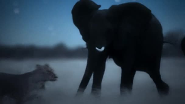 Lions Traquant Chassant Des Petits Éléphants Nuit Parc National Hwange — Video