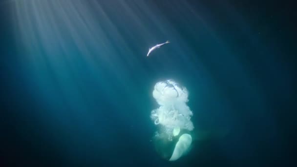 Όρκα Φάλαινα Δολοφόνος Orcinus Orca Τρώνε Κάποια Ψάρια Ξεφύγουν Από — Αρχείο Βίντεο