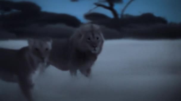 Leeuwen Stalken Jagen Nachts Olifantenwelp Hwange National Park Zimbabwe Beelden — Stockvideo