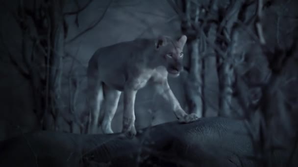 在津巴布韦汉格国家公园 狮子在夜间跟踪和猎杀大象幼崽 低光相机镜头 — 图库视频影像